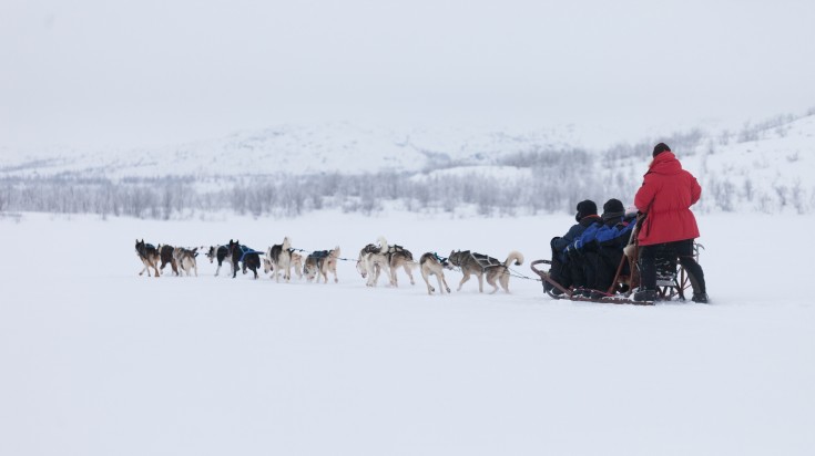 Tourists enjoying husky sledding in the Swedish Lapland during winter.