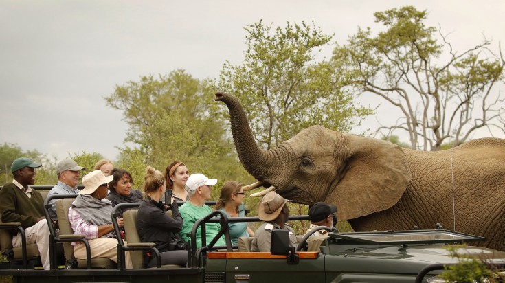 Tourists on a game drive safari witnessing an elephant up close.