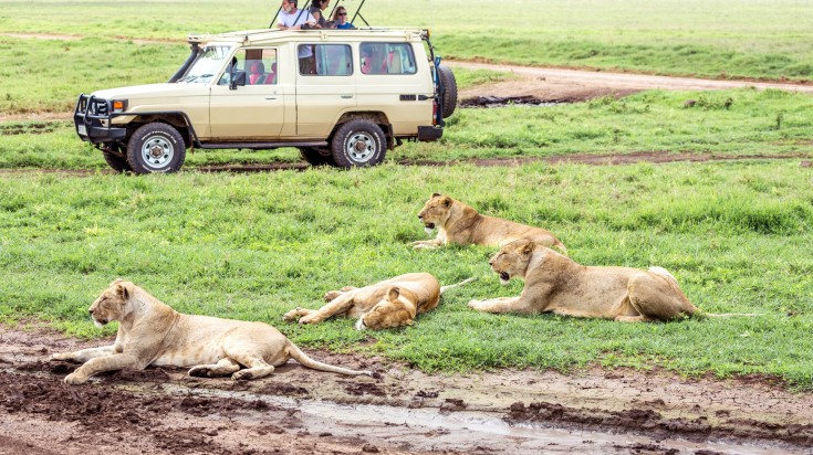 Tourists on a game drive safari witnessing lionesses up close.