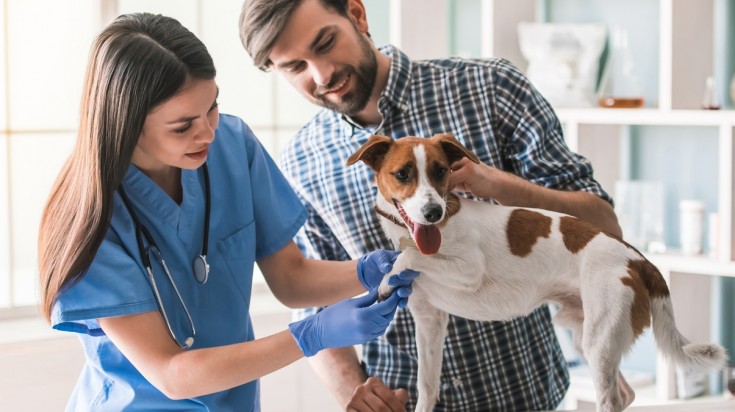 Traveling with pet, checkup at the vet