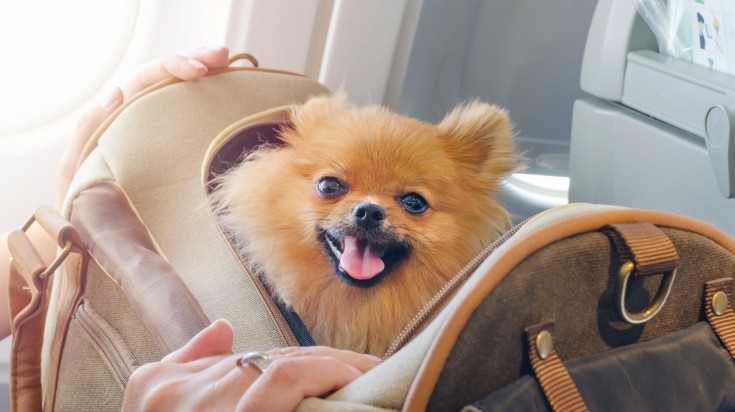 Traveling with pets in the cabin is possible in some airlines.