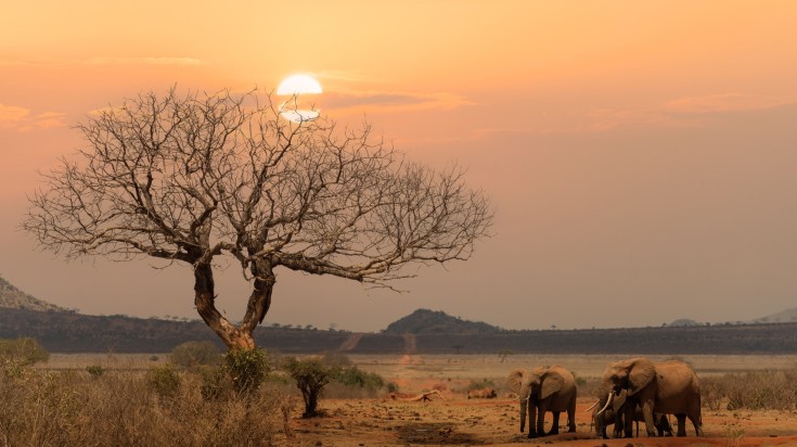 Elephants spotted in Tsavo National Park during winter.