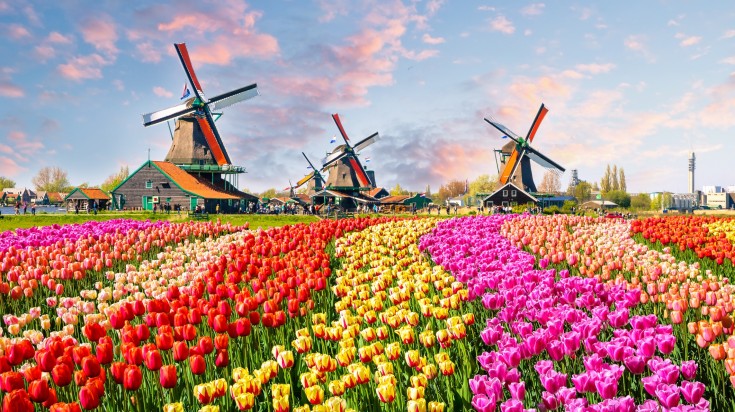 Windmills alongside a tulip field against a blue sky in the Netherlands in April.