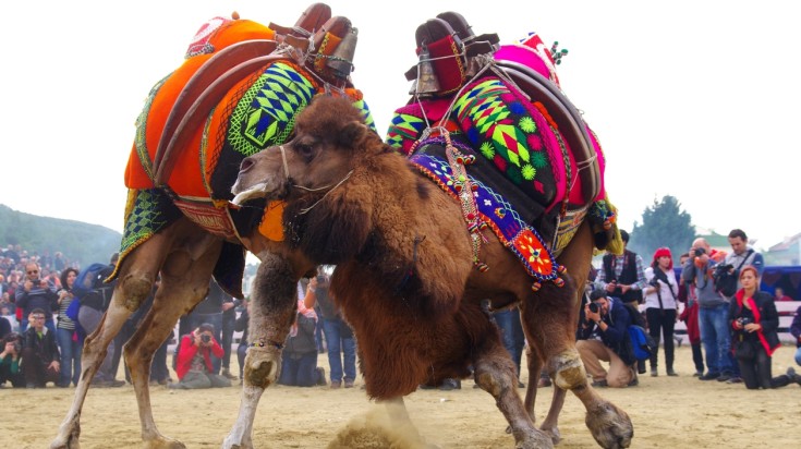 Two camels wrestling with the crowd watching in Izmir. Two camels wrestling with the crowd watching in Izmir.