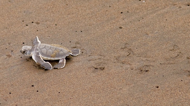 Little turtle hatchling in Tortuguero National Park in Costa Rica