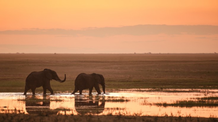 A pair of elephants at a watering hole in Namibia.