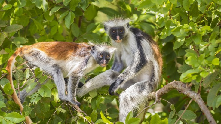 Two Zanzibar Red Colobus monkeys as spotted in the Jozani Forest.