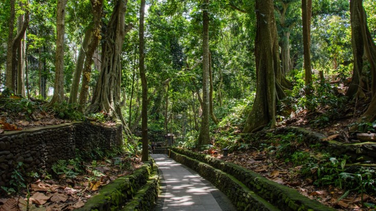 The Money Forest is a great place to go in Bali for a nature escape.