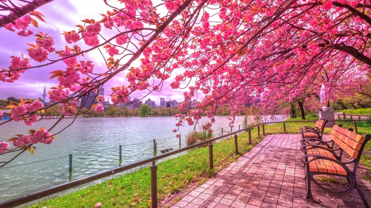 If you're in Japan to view the cherry blossom trees, visiting the cherry blossom trees in one of the best things to do in Tokyo.