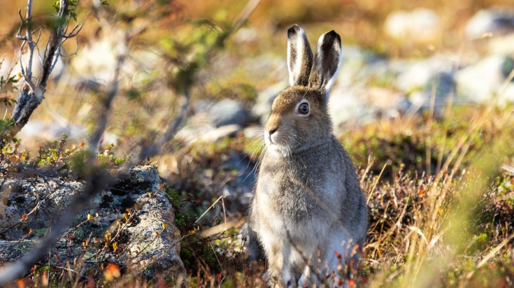 Mountain hare standing still on an autumnal hillside in Urho Kekkonen National Park. Mountain hare standing still on an autumnal hillside in Urho Kekkonen Natio