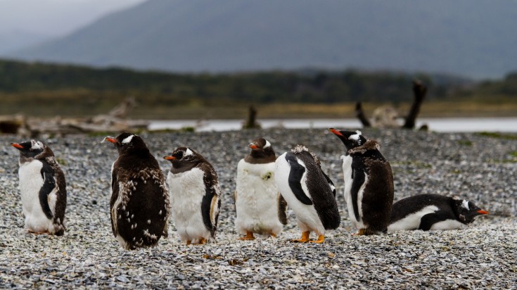 Isla Martillo in Ushuaia