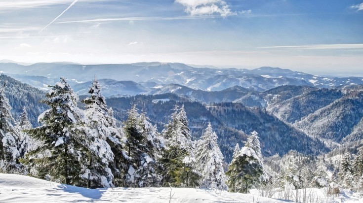 The view of The Black Forest during winter.