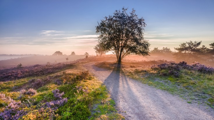 Dutch Moorlands bloom during sunset in the Netherlands in October.