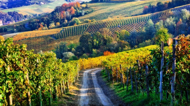 Vineyard in Italy during autumn