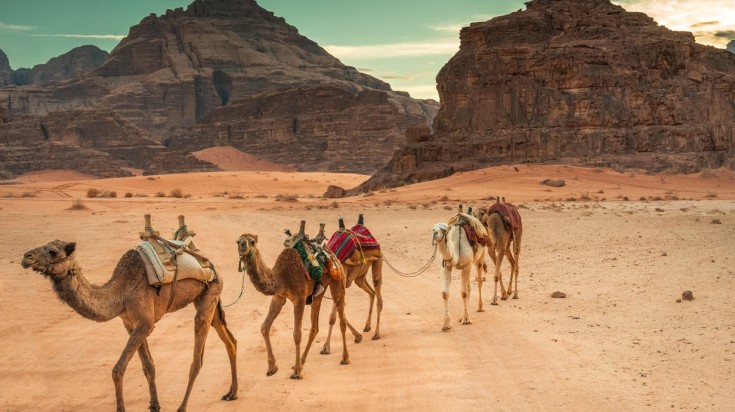 Camels riding in Wadi Rum desert, Jordan.