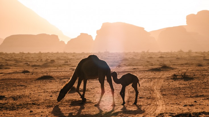 Wadi Rum is a popular desert destination of jordan.