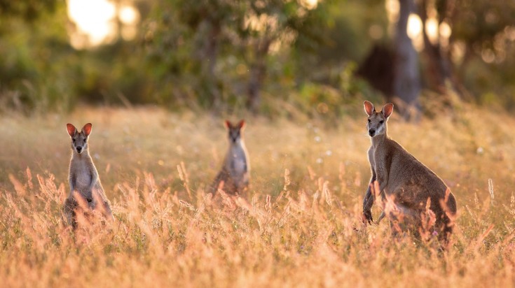 On the way from Alice Springs to Uluru, spot native wildlife in the bushes.