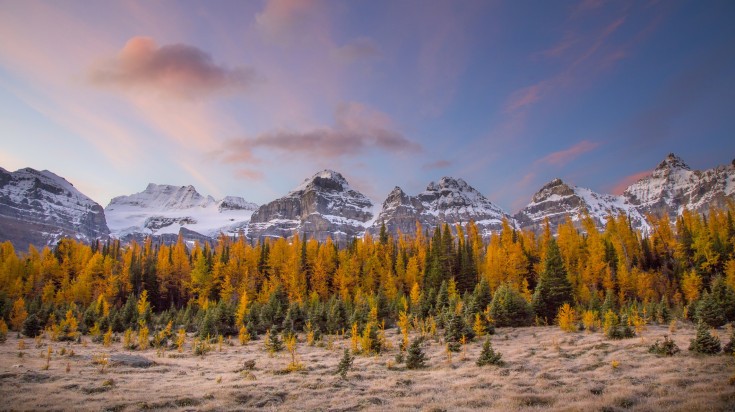 Larch trees with snow-capped mountains in the background in Banff National Park in Canada in September. 