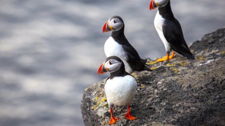 Puffins in Westman Iceland of Iceland. Puffins in Westman Iceland of Iceland.