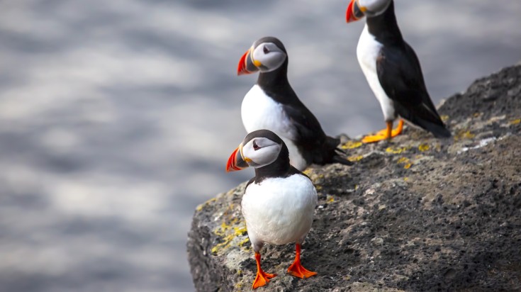 Puffins in Westman Iceland of Iceland.