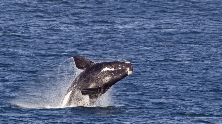 Whale watching in Hermanus