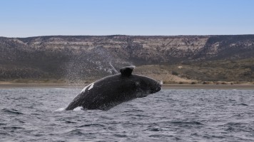 A whale in Puerto Madryn in Argentina.