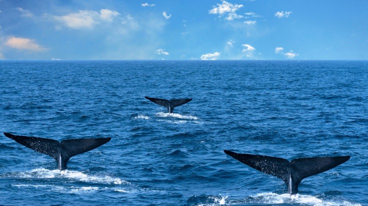 Three tails of whale in the ocean water at Mirissa, Sri Lanka.