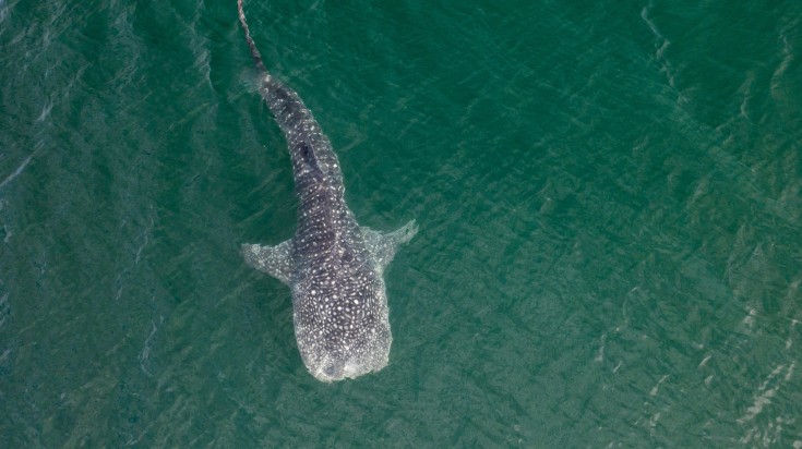 Whale shark as seen in Mexico during summer.