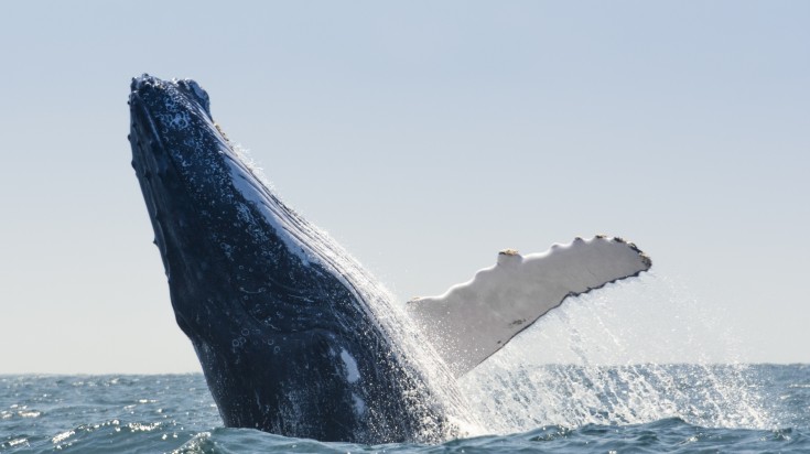 Watching whales jump out of water is a top thing to do in Ecuador.