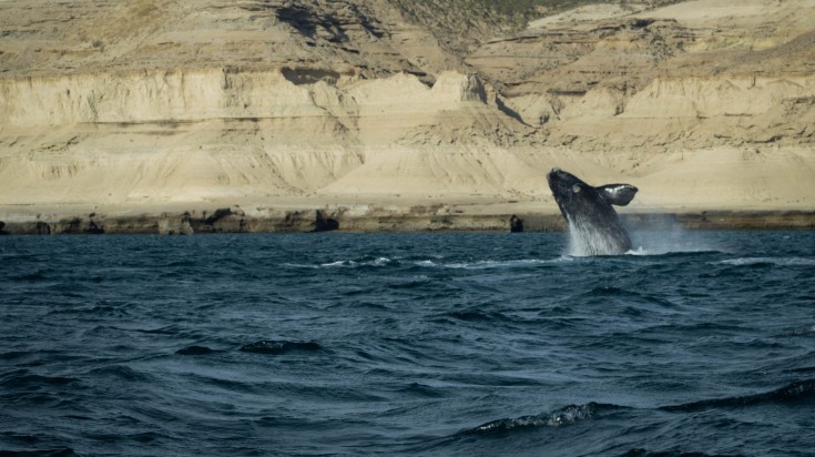 A whale jumping in Peninsula Valdes.