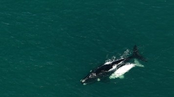 Whale Watching Aerial tours in Hermanus