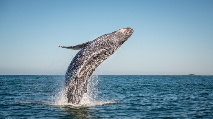 Whale watching on out in the sea