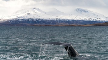 A whale with its tail above the water and snowy mountains in the background in Iceland. 