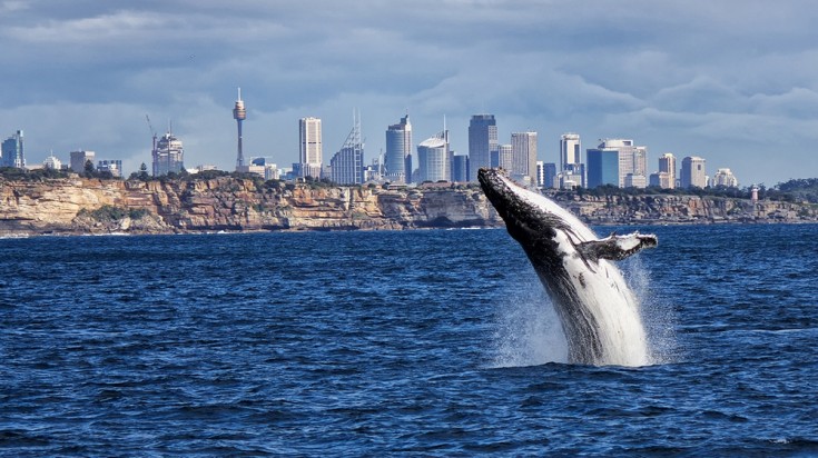 Sydney and its surrounding coastline offer many beautiful spots to watch the whales cavort on their annual migration past Australia’s largest city. Sydney is a must go to place for people with all types of interests.