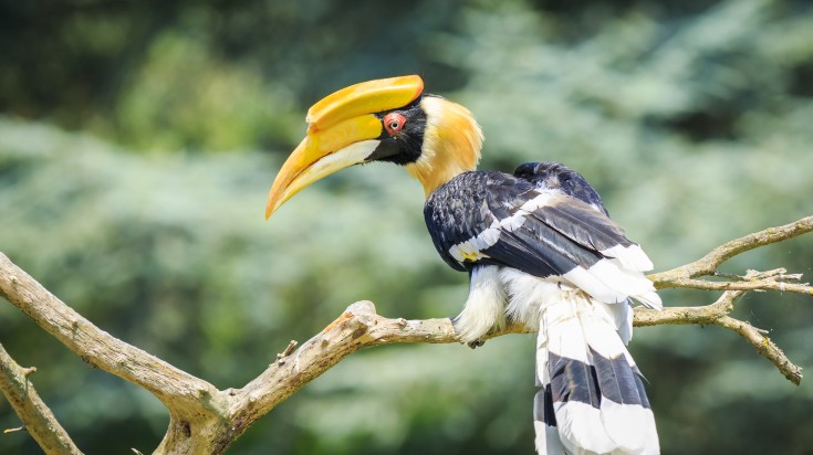 Closeup of Great hornbil in Malaysia in August.