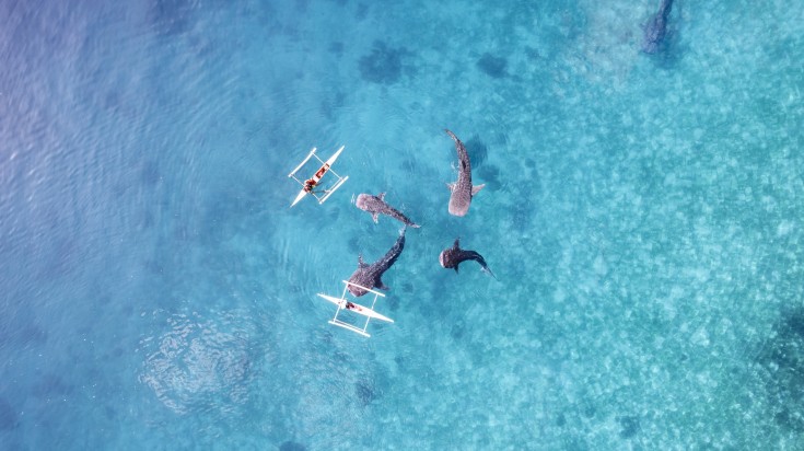 Bird's eye view of people getting close to whalesharks in the Philippines in February.