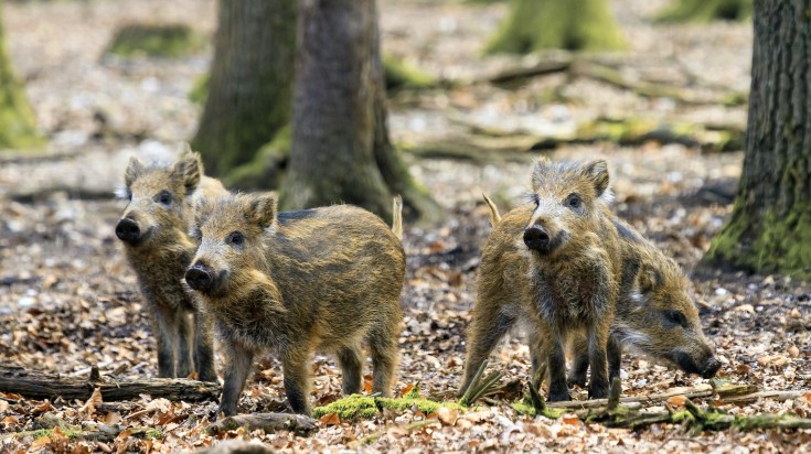 Beautiful wild boars in national park at the Hoge Veluwe in the Netherlands.