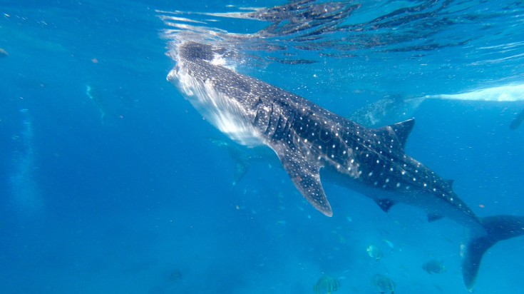 Whale sharks feeding in Oslob in the Philippines in December.