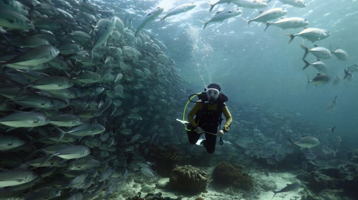 A diver surrounded by fish at Sipadan Island in Malaysia in May.
