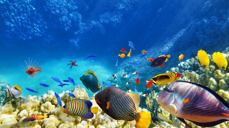 Underwater world with corals and fishes in the Maldives in October.