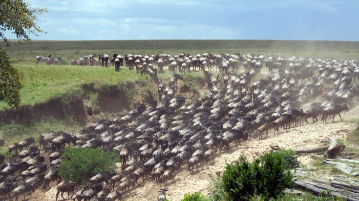 Wildebeest Migration in the Serengeti plains