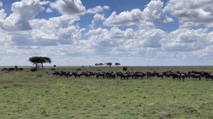 Wildebeests and Zebras reach the Serengeti, Tanzania in summer.