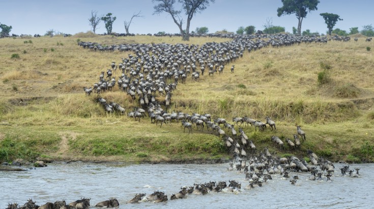 Wildebeests crossing the Mara River from Serengeti to reach Maasai Mara.