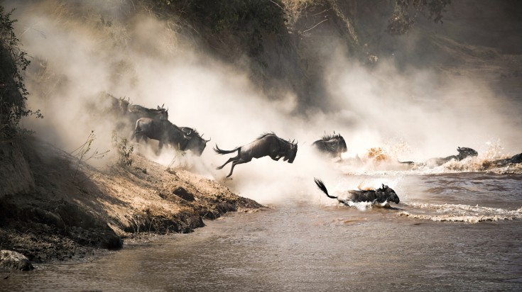 Wildebeests crossing the Mara River to reach Maasai Mara in Kenya.