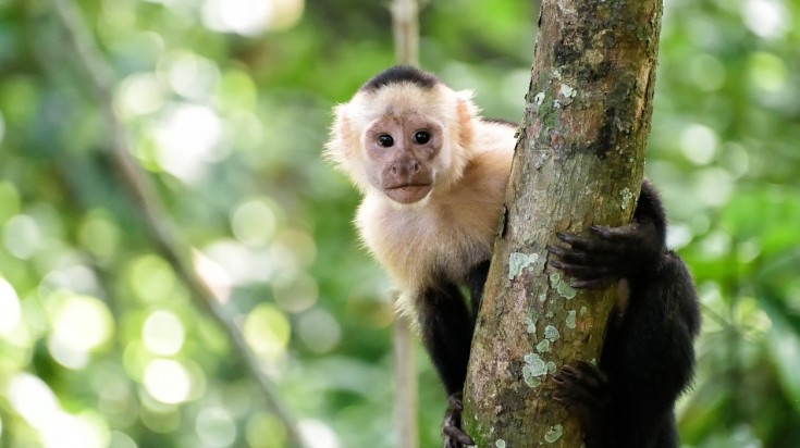 Wildlife in Costa Rica is abundant thanks to its lush, green vegetation