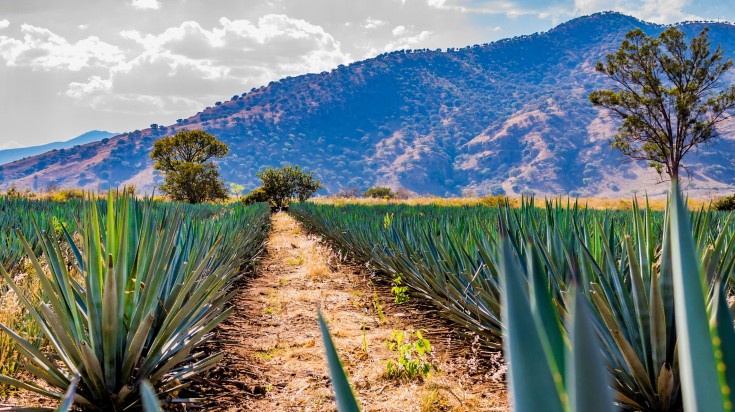 Rows of agave plant against a hill in the backdrop in Mexico