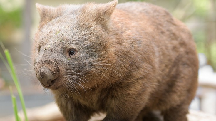 Wombat are found in the Bonorong Wildlife Sanctuary