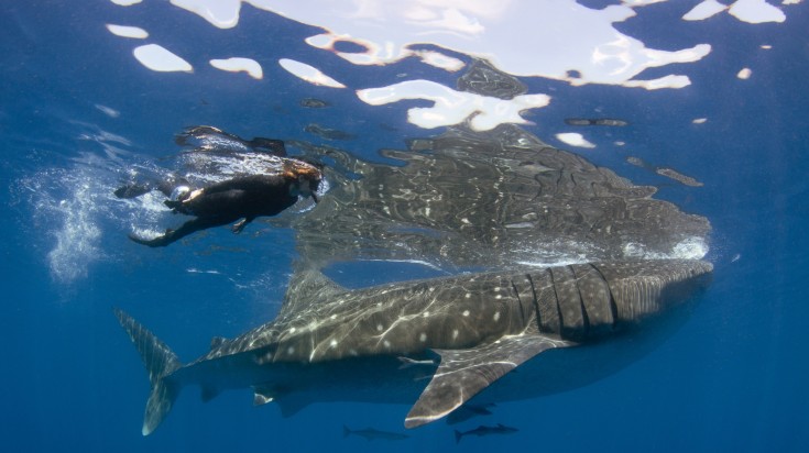 An adventure swimming and snorkeling with whale sharks in Cancun, Mexico. Cancun Swim with Whale Sharks