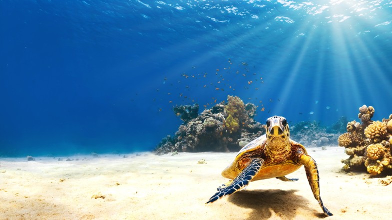 A sea turtle in the sea, a common sight on a 10-day Galapagos tour.