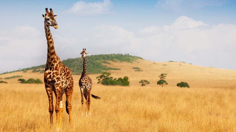 Kenya in One Week: 4 Recommended One-week Itineraries to Kenya